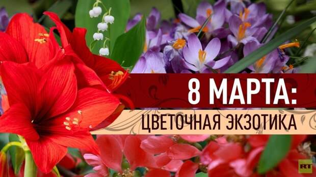 Вместо роз и мимозы: какие необычные цветы можно подарить на 8 Марта