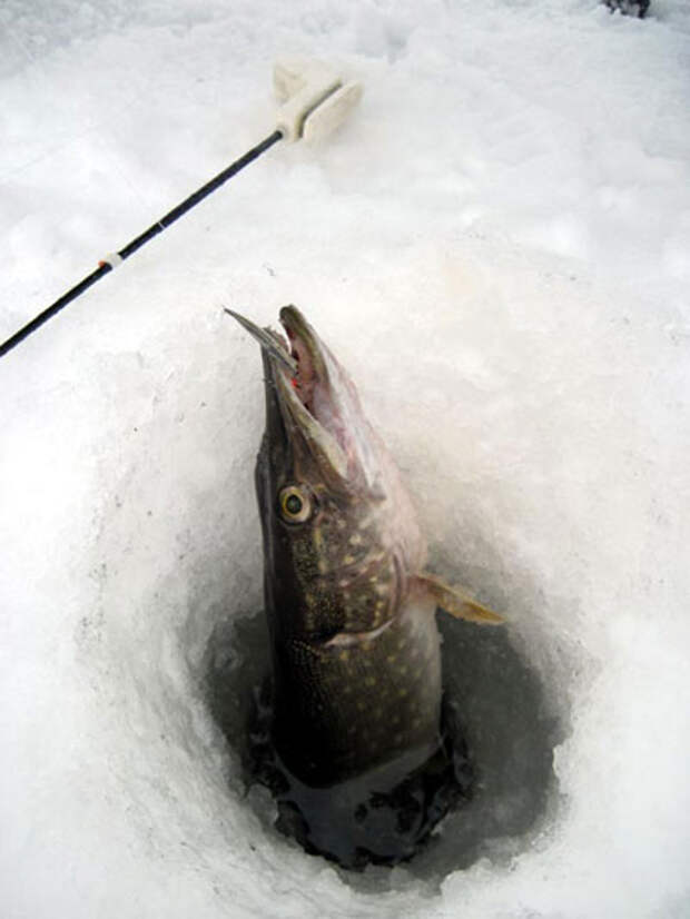 Зимние блёсна на окуня в глухозимье. Блеснение окуня зимой. Самая уловистая блесна на окуня зимой. Балансиры на окуня и щуку. Блесна сальмана окуня зимой.