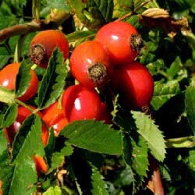 Какие продукты разжижают кровь Какие продукты разжижают кровь