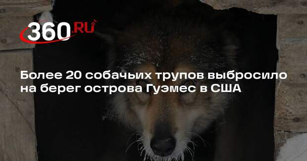 Более 20 собачьих трупов выбросило на берег острова Гуэмес в США