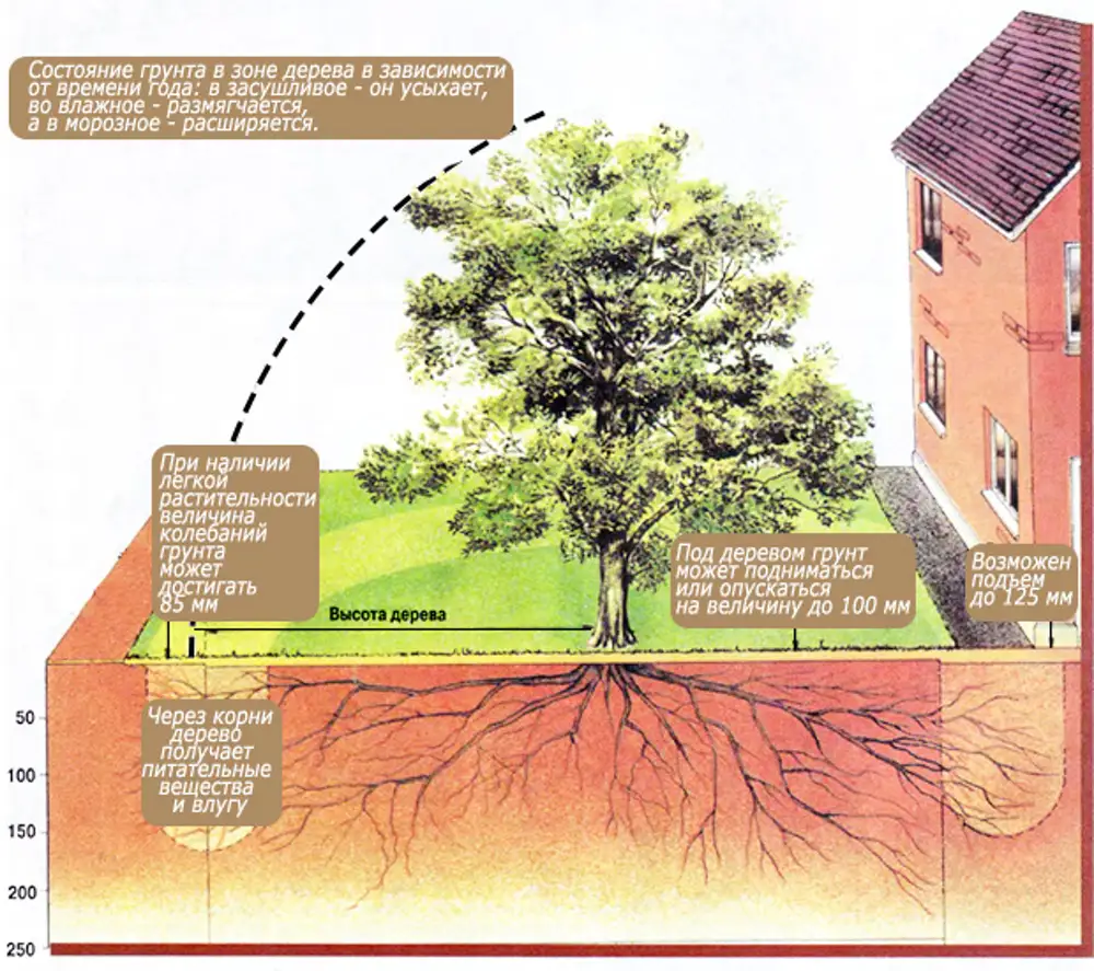Ли деревья. Разрушение фундамента корнями деревьев. Корни дерева разрушают фундамент. Фундамент и корни деревьев. Дерево разрушает фундамент.