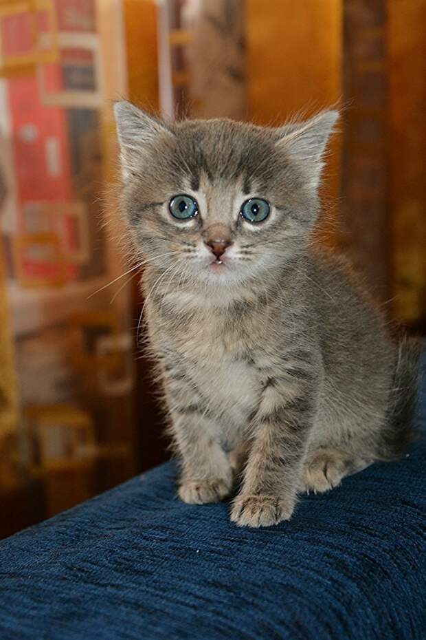 Няшки - Милашки  животные, коты