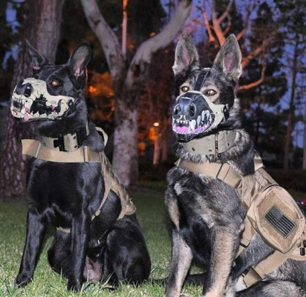 Доза позитива в фото-приколах (42 шт)