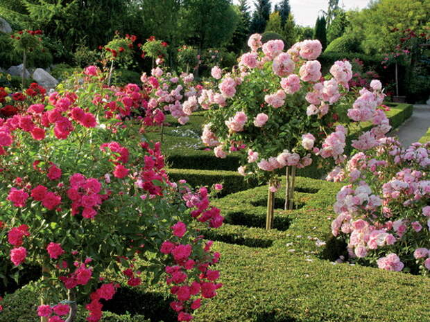 4497432_rosesingardeninspiration32 (600x450, 184Kb)