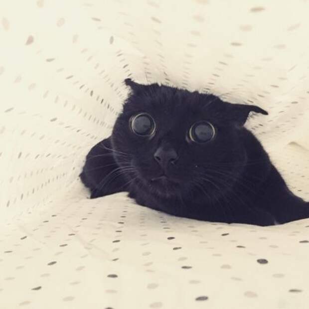 Прикольные животные, которых не плохо кормят.