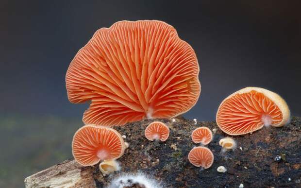 Мистический мир грибов в фотографиях грибы, фото