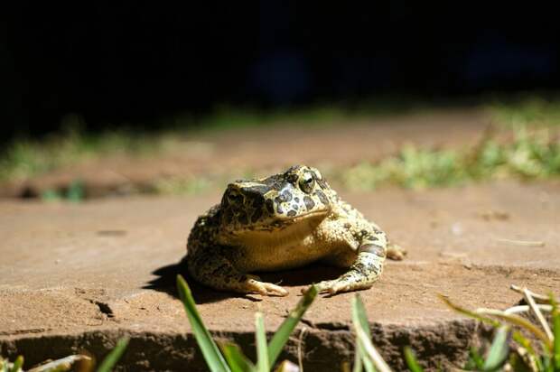 Жители Пензы насладились медитативной охотой сверчковых жаб из московского зоопарка
