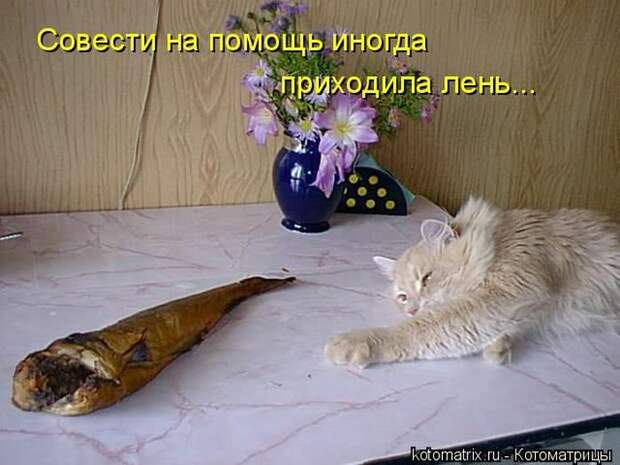 Лучшие котоматрицы недели