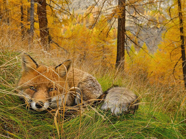 Лучшие снимки National Geographic 2015