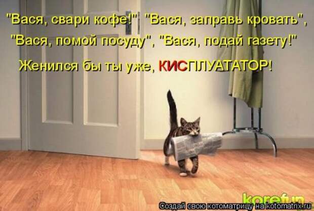 Новая котоматрица для хорошего настроения (33 фото)