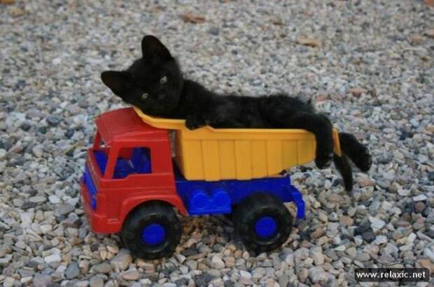 funny_animals_005