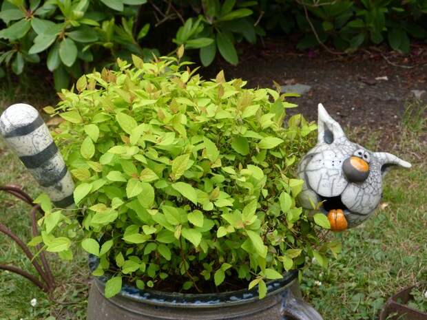 Buxus-Cat