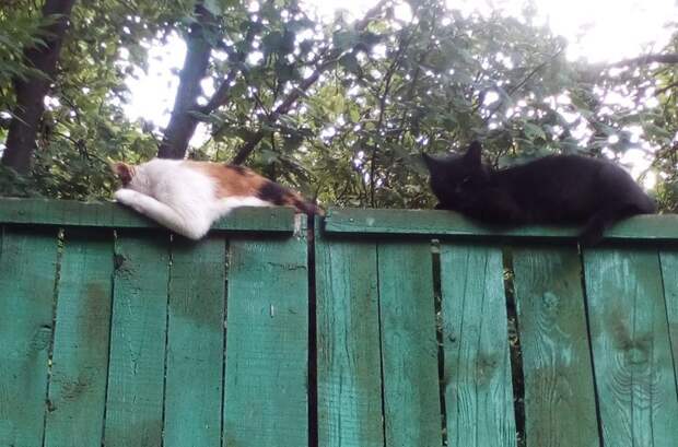 Немного котиков животные, коты, фото