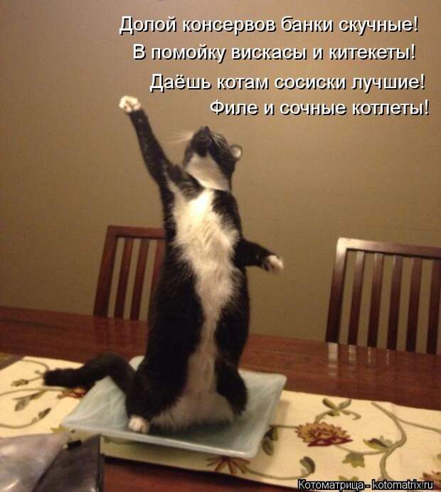 Клёвые отрывные котоматрицы (30 фото)