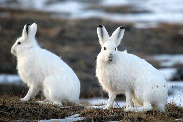 Арктический заяц, полярный заяц (Lepus arcticus), фото животные фотография