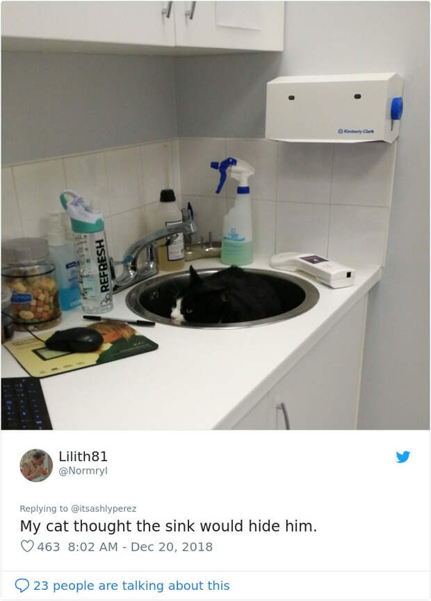Люди делятся фотографиями, как их коты прячутся от ветеринаров в приемных кабинетах