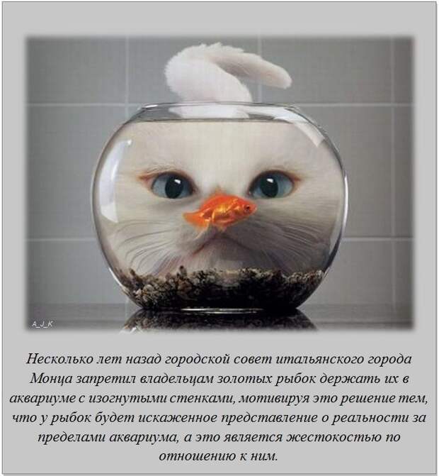 Интересные факты обо всём на свете Интересные факты обо всём на свете