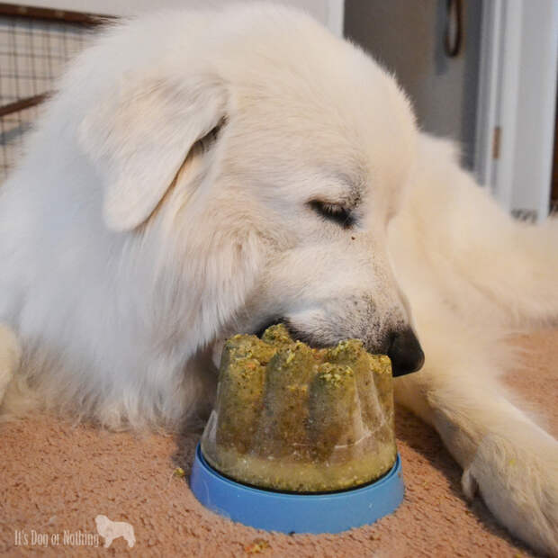 Great Pyrenees with Doggie Cone