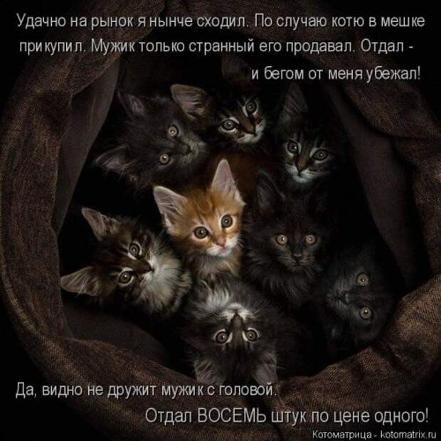Еженедельная котоматрица (26 фото)