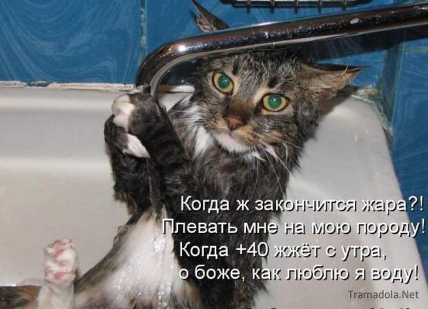 Летняя подборка Котоматриц 2010 - Выпуск 18