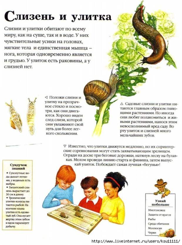 Entziklopedia dlya detei.Vse o jivotnih ot a do ya..page127 (519x700, 290Kb)