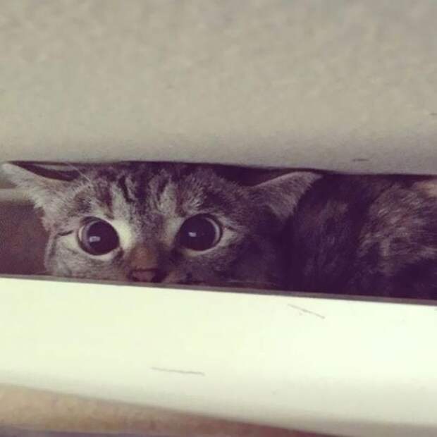 nala cat, кошка Нала, самая популярная кошка инстаграма 