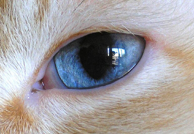 Глаза кошек фото 10