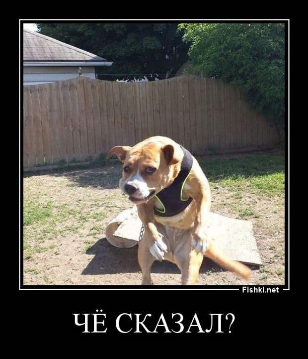 Демотиваторы демотиваторы, прикол, смех, юмор