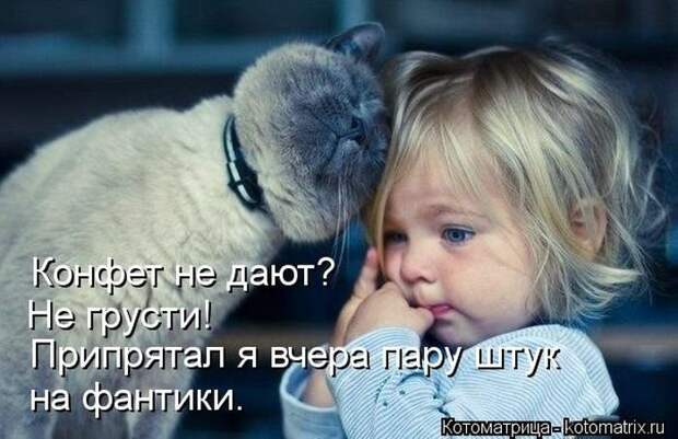 Новые котоматрицы за неделю