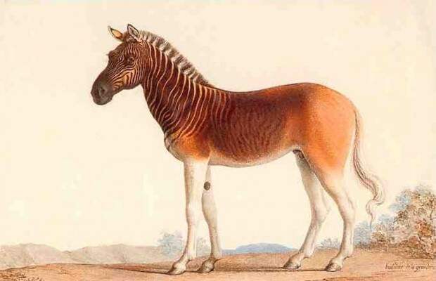 Квагга (лат. Equus quagga quagga) (англ. Quagga)
