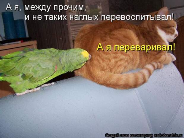 Лучшие котоматрицы недели (50 фото) Лучшие котоматрицы недели (50 фото)