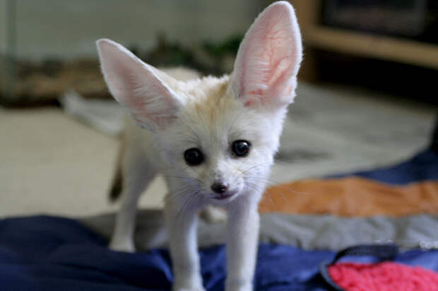 Домашний Фенек. Фото / fennec fox photo