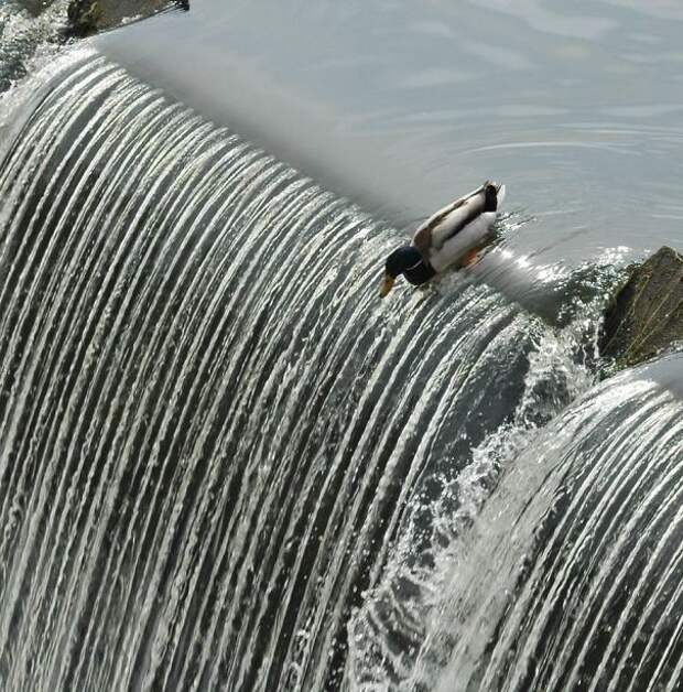 утка на водопаде