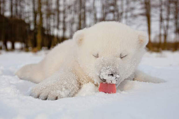Животные, которые видят снег впервые в жизни. Эти волшебные фото подарят тебе зимнее настроение! животные, снег