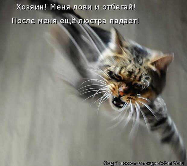 Лучшие котоматрицы недели Лучшие котоматрицы недели