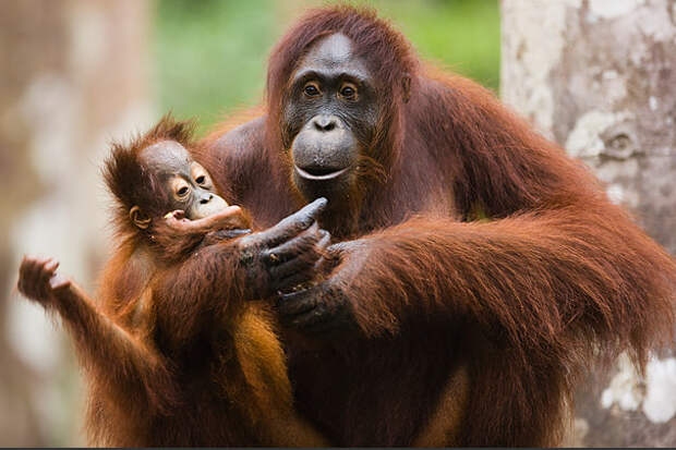 http://4.bp.blogspot.com/_1oeI_YTvkMU/TGu3eaDbO7I/AAAAAAAAXU0/EHhAamMjbXc/s640/5-Time-Amazing+Moms-animals.jpg