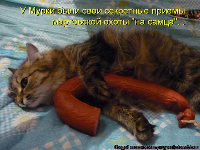 Лучшие котоматрицы недели (50 фото)