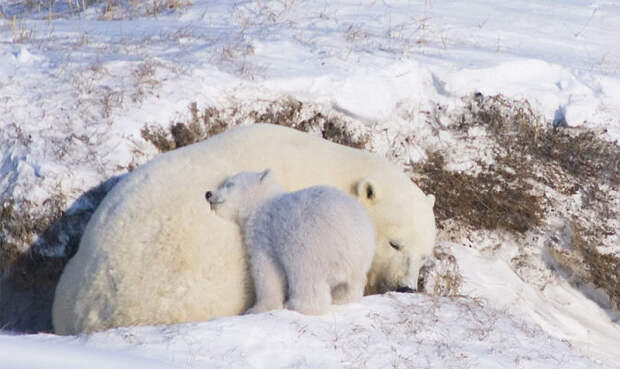 I Love You, Mum