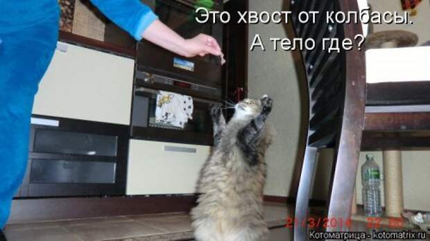 Новая котоматрица (36 фото)