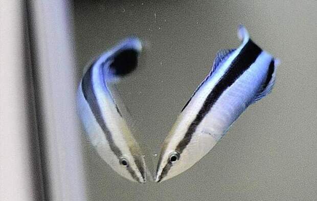 Губаны-чистильщики проявляют интеллект, свойственный млекопитающим