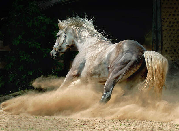 1932 Сказочная красота   арабские и андалузские лошади