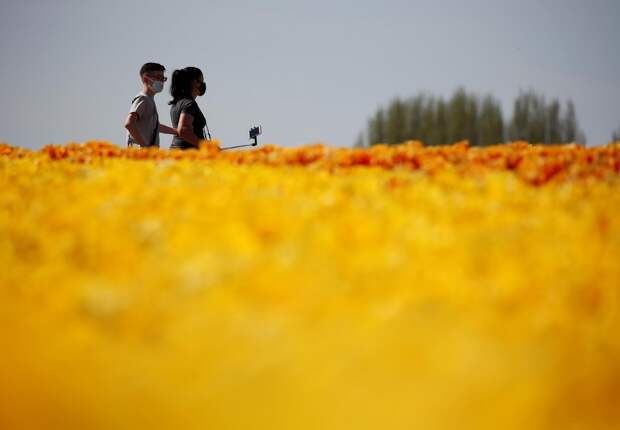 Фестиваль цветущих тюльпанов Skagit Valley Tulip Festival в Вашингтоне