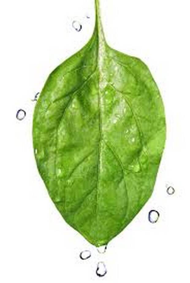 Spinach Leaf