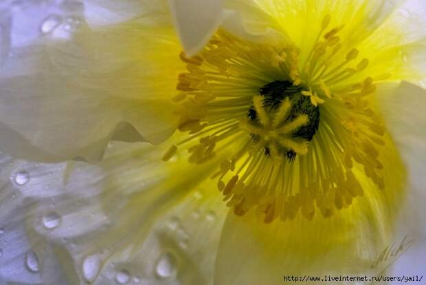 023 (700x468, 155Kb)