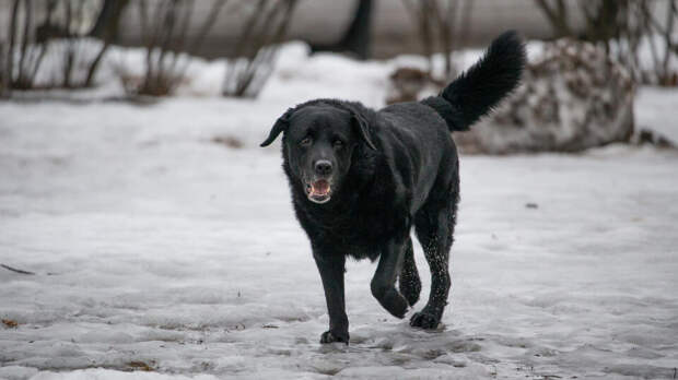 Собака спасла хозяина от насильной мобилизации в Одессе