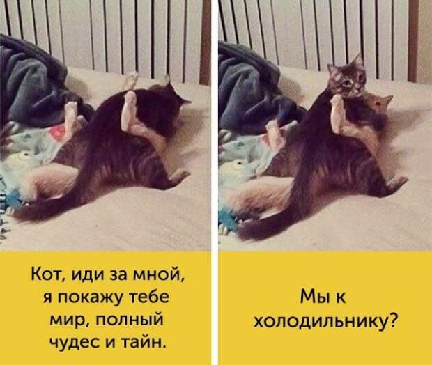 15 котов, мимике которых можно только позавидовать 15 котов, мимике которых можно только позавидовать животные, коты, факты