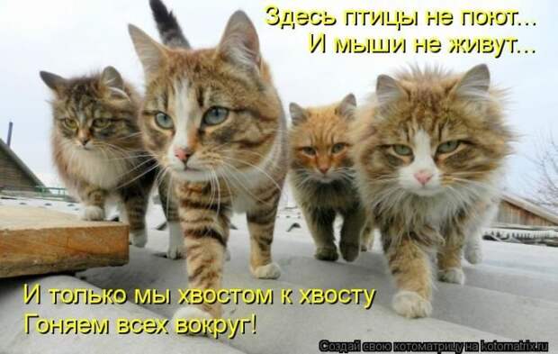 Новые котоматрицы за неделю