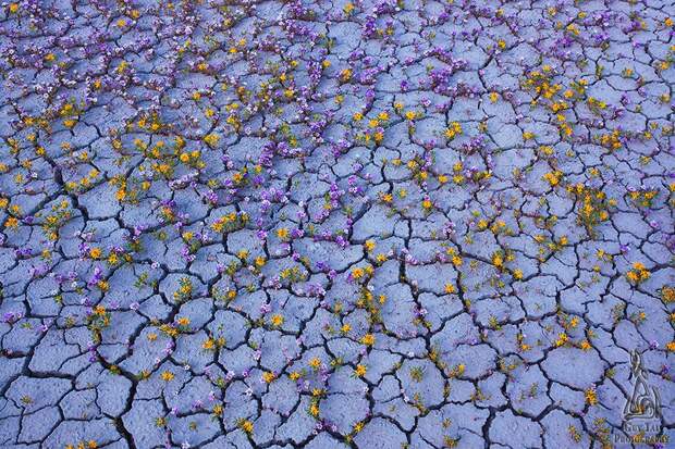 UtahDesert11 Цветущая пустыня Анза Боррего