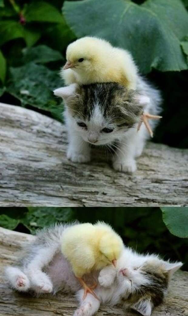 InterspeciesFriends23 InterspeciesFriends23 Самые трогательные примеры дружбы среди животных