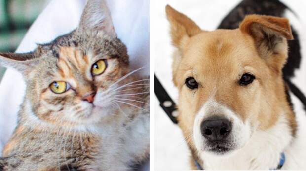 Котопёс недели: возьмите из приюта ласкового пса Тотошу или котяку-урчаку Лазанью